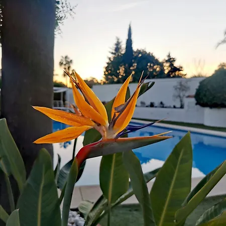 Villa Atalaya: Luxury Marbella Retreat Near Golf And *